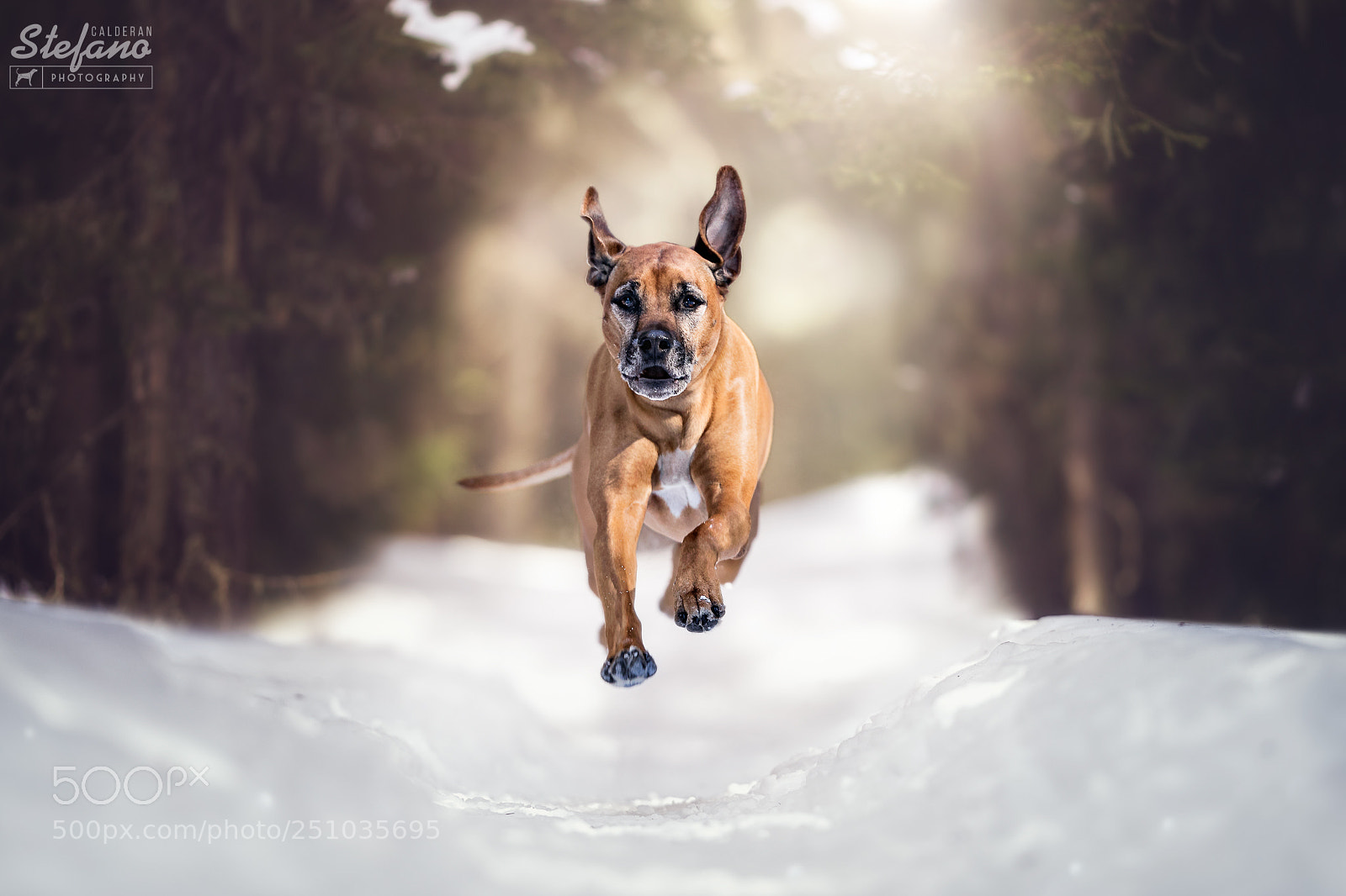 Canon EOS-1D X Mark II sample photo. We can fly again! photography