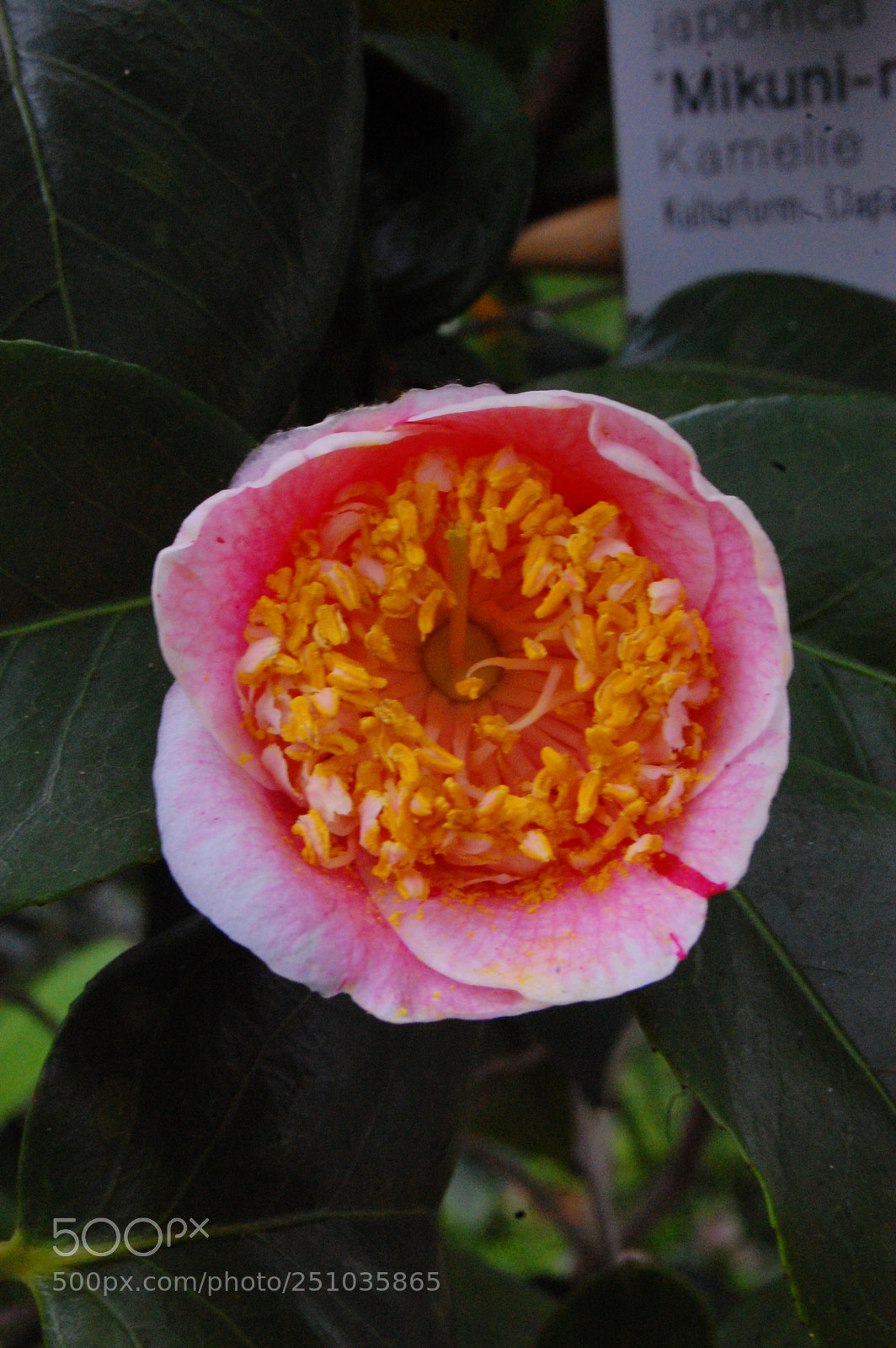 Nikon D40 sample photo. Flower power 1 photography
