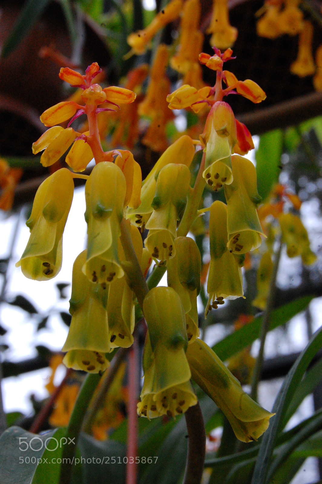 Nikon D40 sample photo. Flower power 2 photography