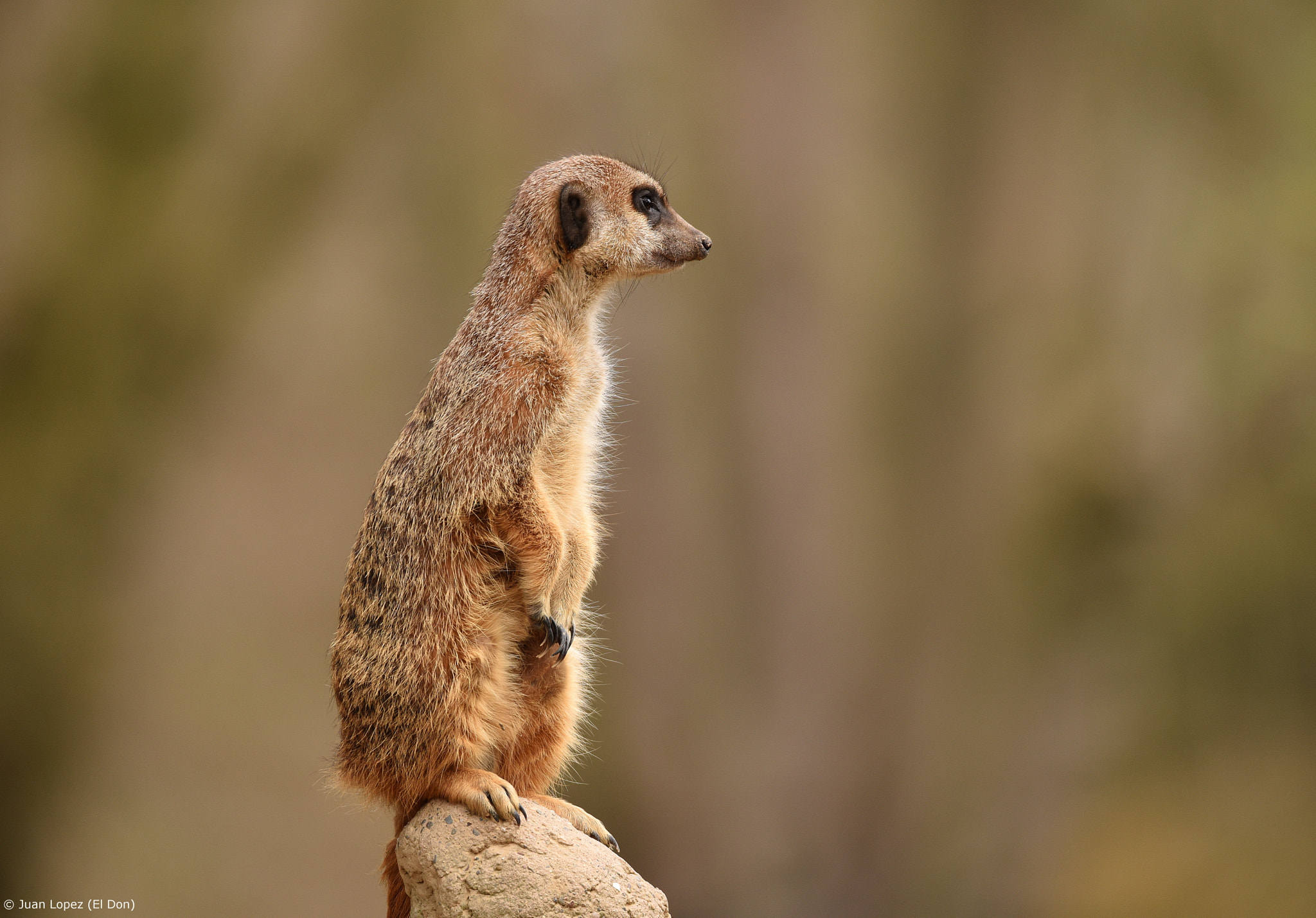 Nikon D810 + Sigma 150-600mm F5-6.3 DG OS HSM | S sample photo. Meerkats.... looking for ... ?? photography