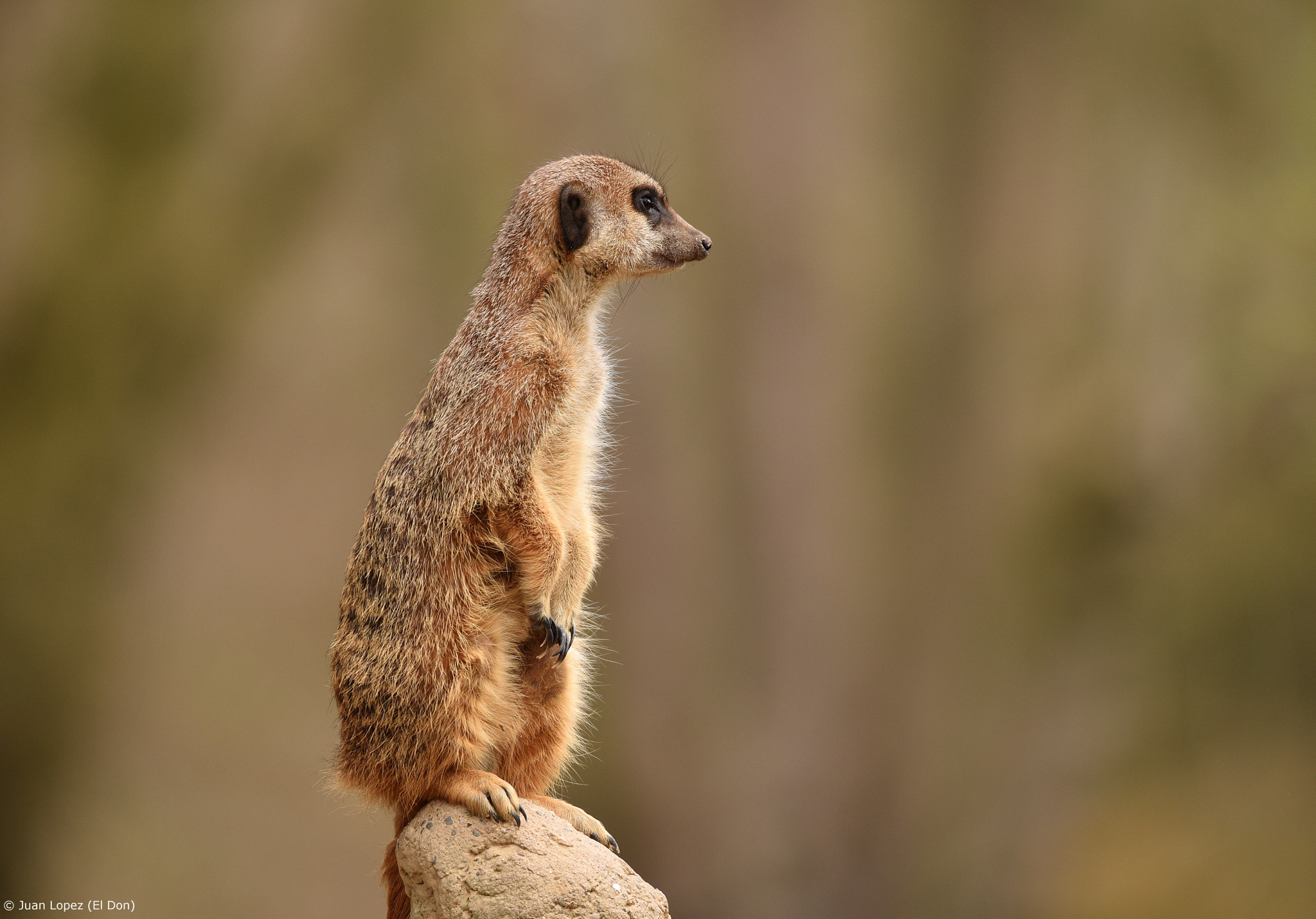 Sigma 150-600mm F5-6.3 DG OS HSM | S sample photo. Meerkats.... looking for ... ?? photography