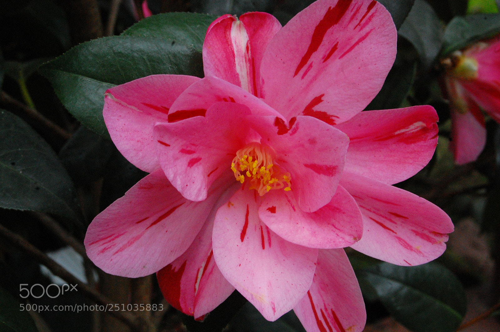 Nikon D40 sample photo. Flower power 3 photography