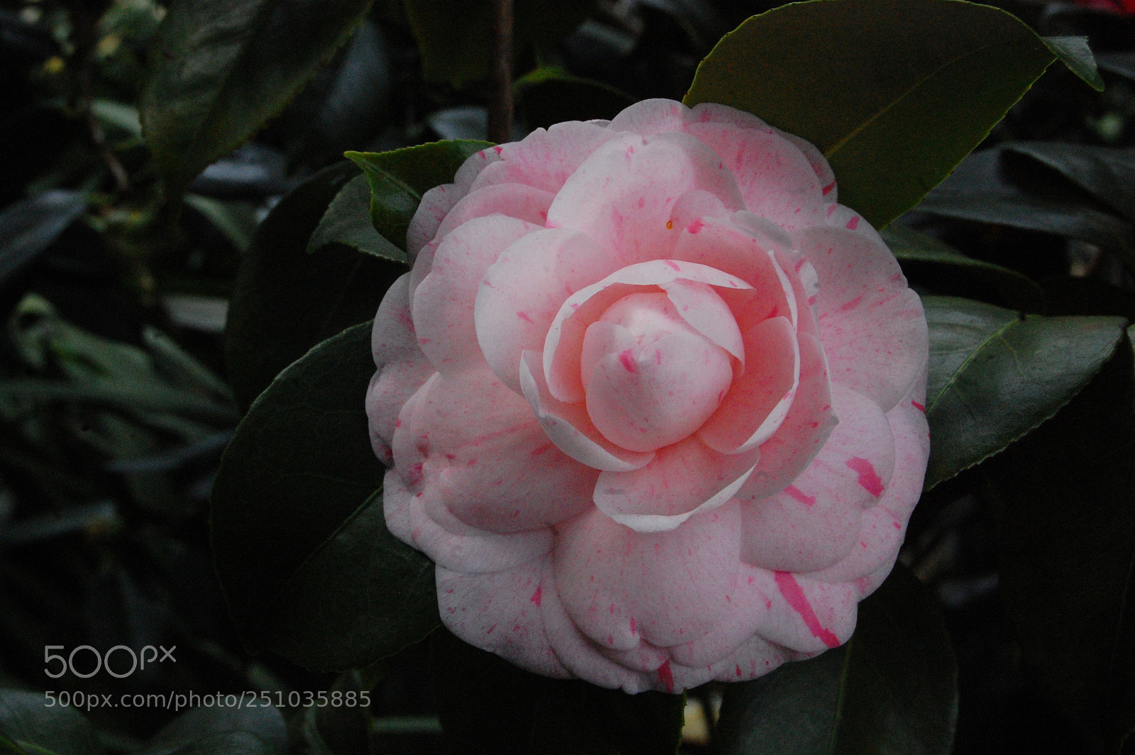 Nikon D40 sample photo. Flower power 4 photography