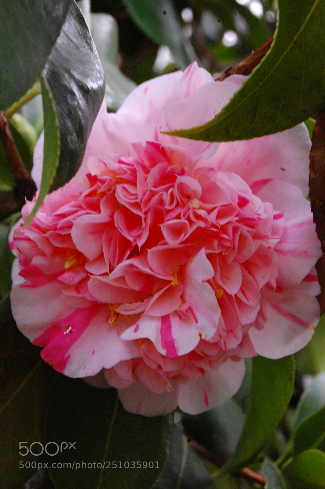Nikon D40 sample photo. Flower power 7 photography