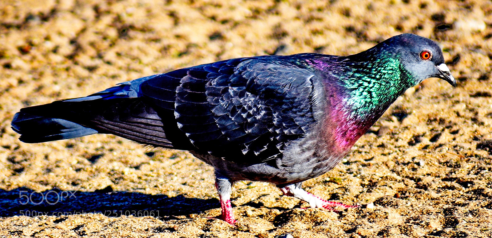 Nikon D7200 sample photo. Pigeon walking in the photography