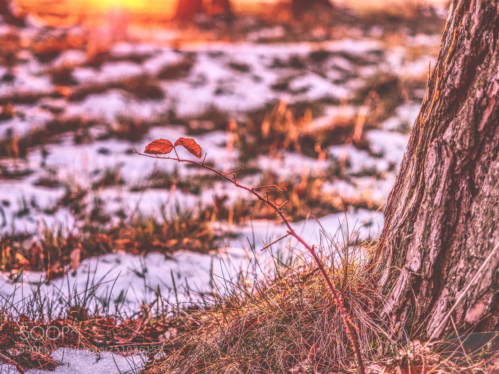 Olympus OM-D E-M5 II sample photo. Winter vs spring photography