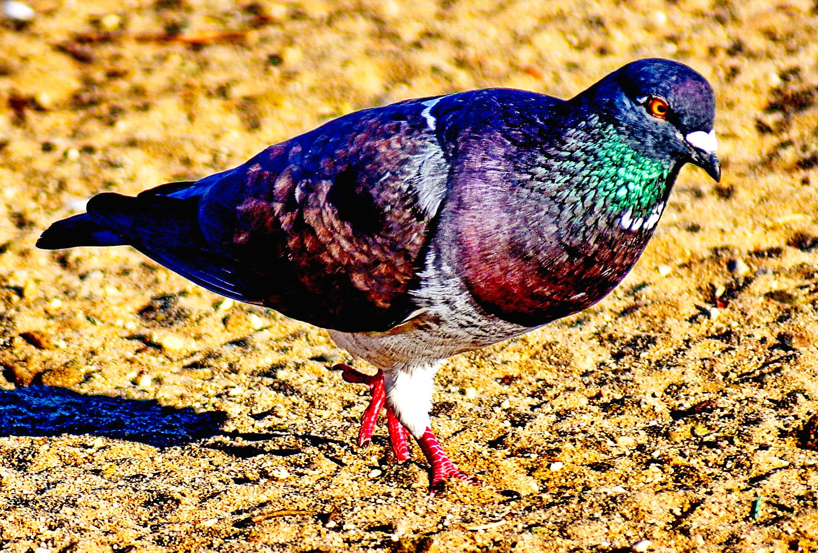 Nikon D7200 sample photo. Pigeon walking in the photography