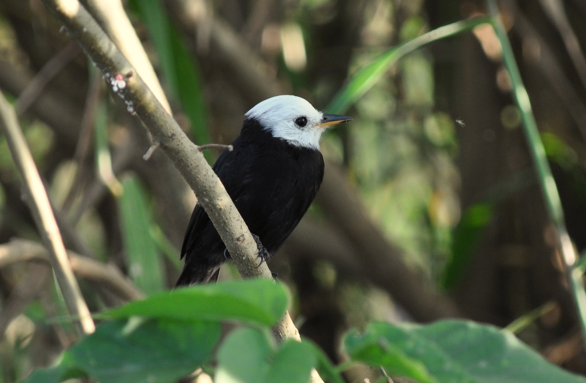 Nikon D5000 sample photo. Freirinha  (arundinicola leucocephala) photography