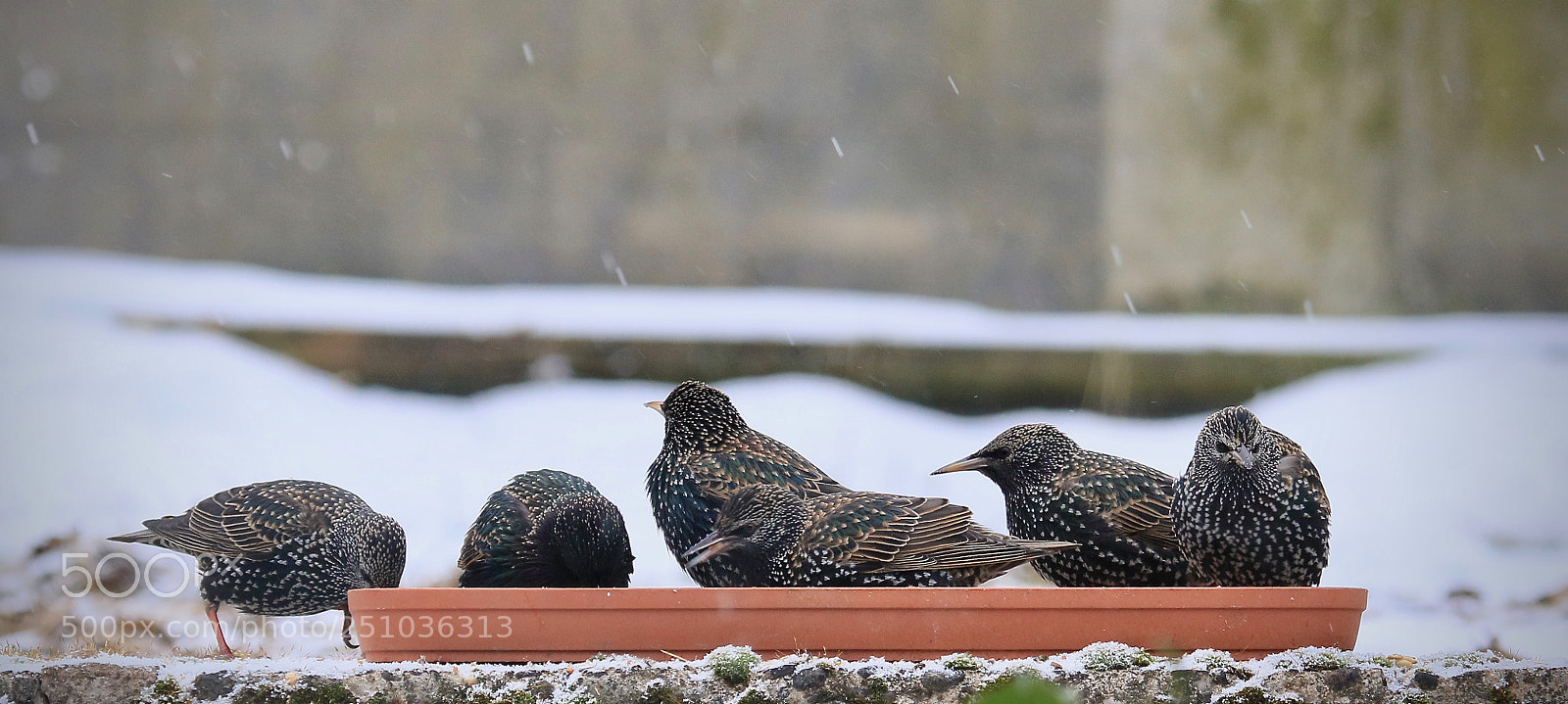 Canon EOS 7D Mark II sample photo. Stare photography