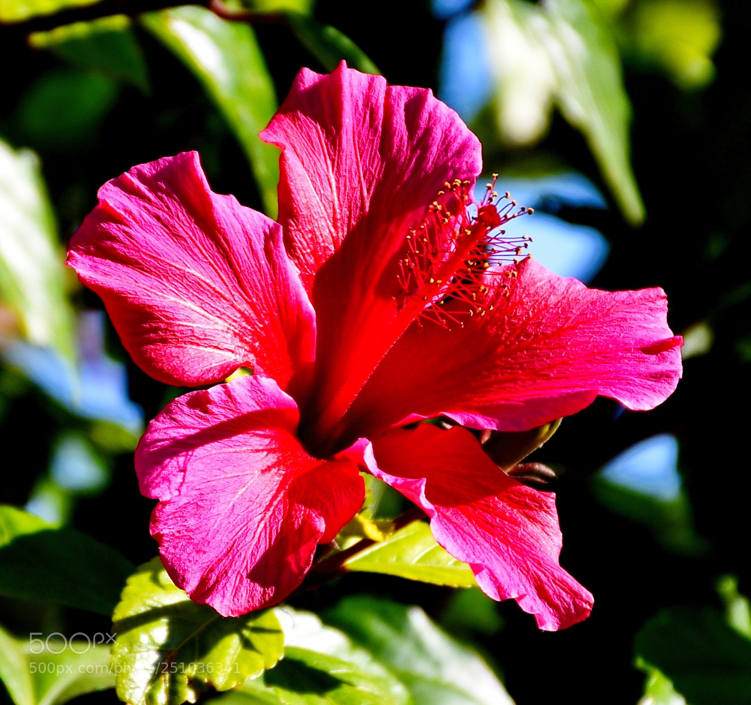 Nikon D7200 sample photo. A deep pink hibiscus photography