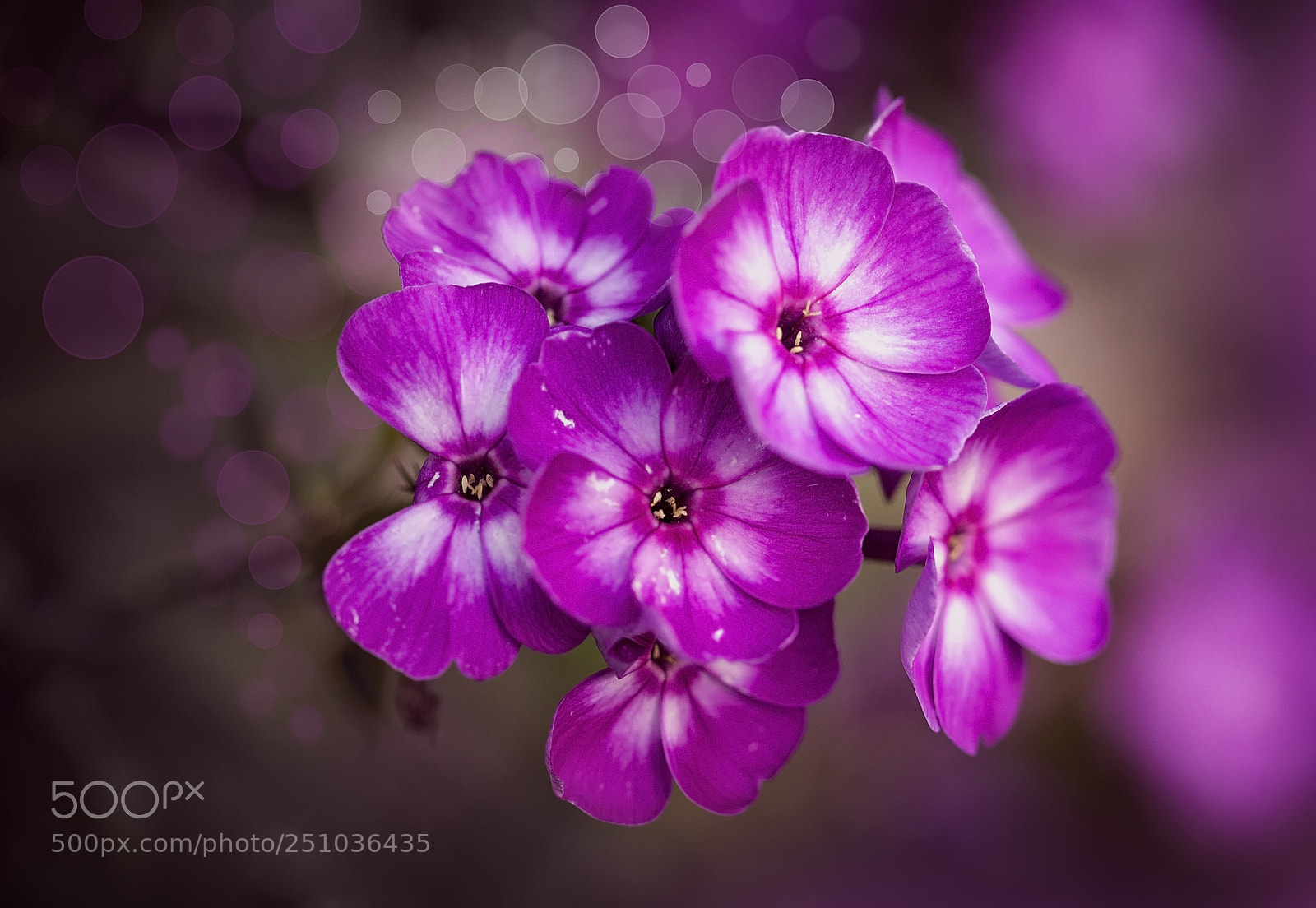 Canon EOS 5D Mark II sample photo. Img photography