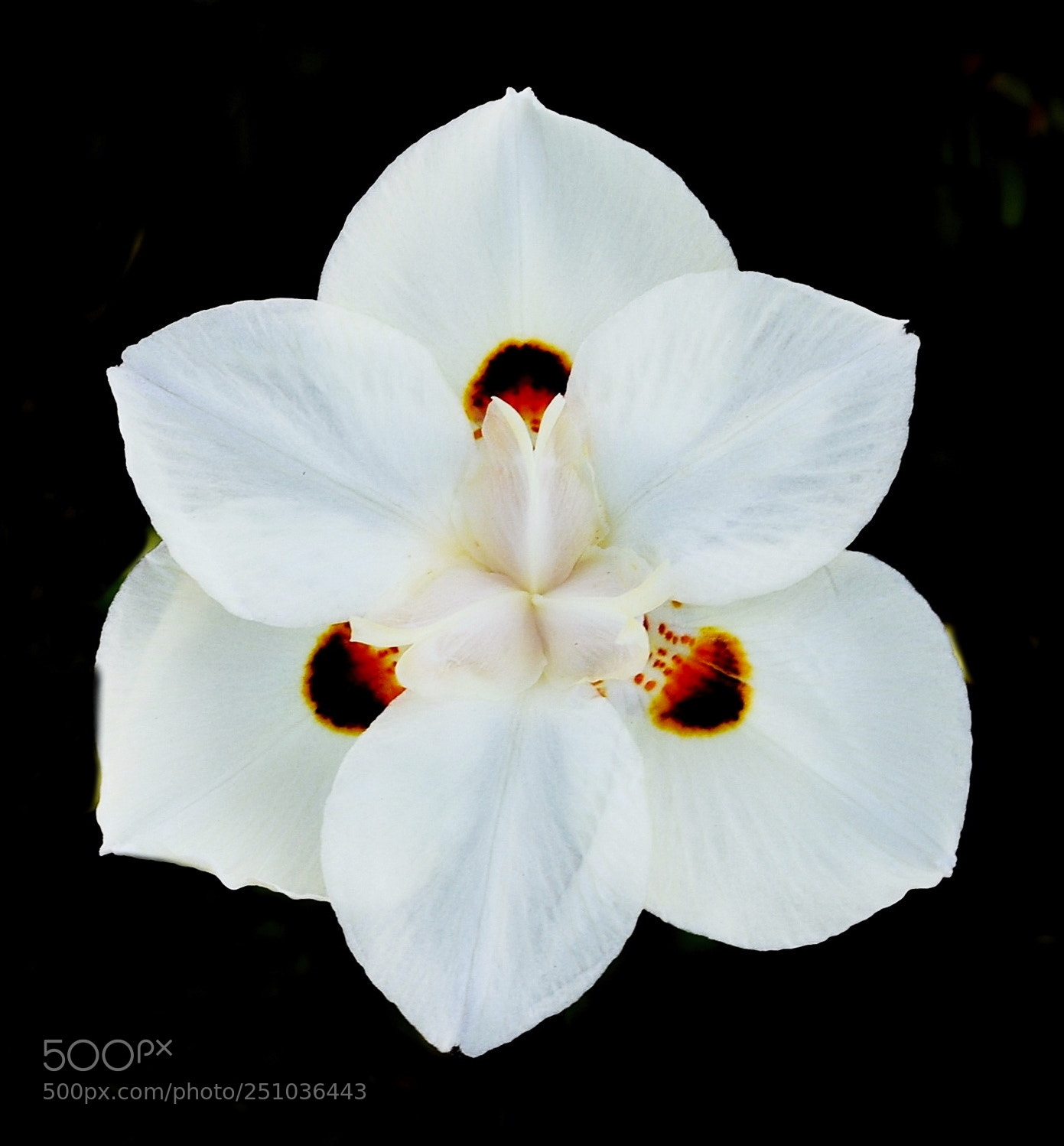 Nikon D7200 sample photo. A white spotted flower photography