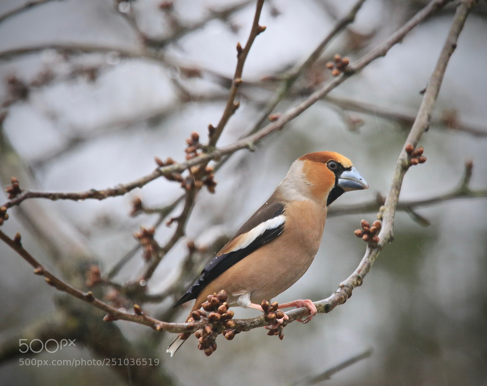 Canon EOS 7D Mark II sample photo. Hanging in the tree photography