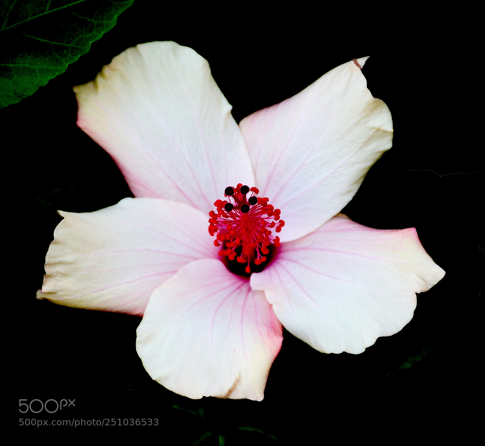 Nikon D7200 sample photo. A white hibiscus flower photography