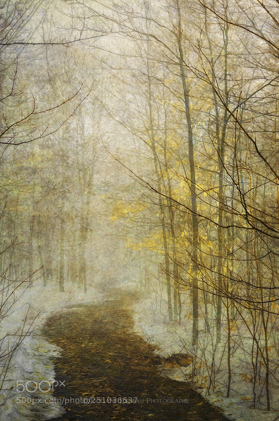 Pentax K-5 sample photo. The forest photography
