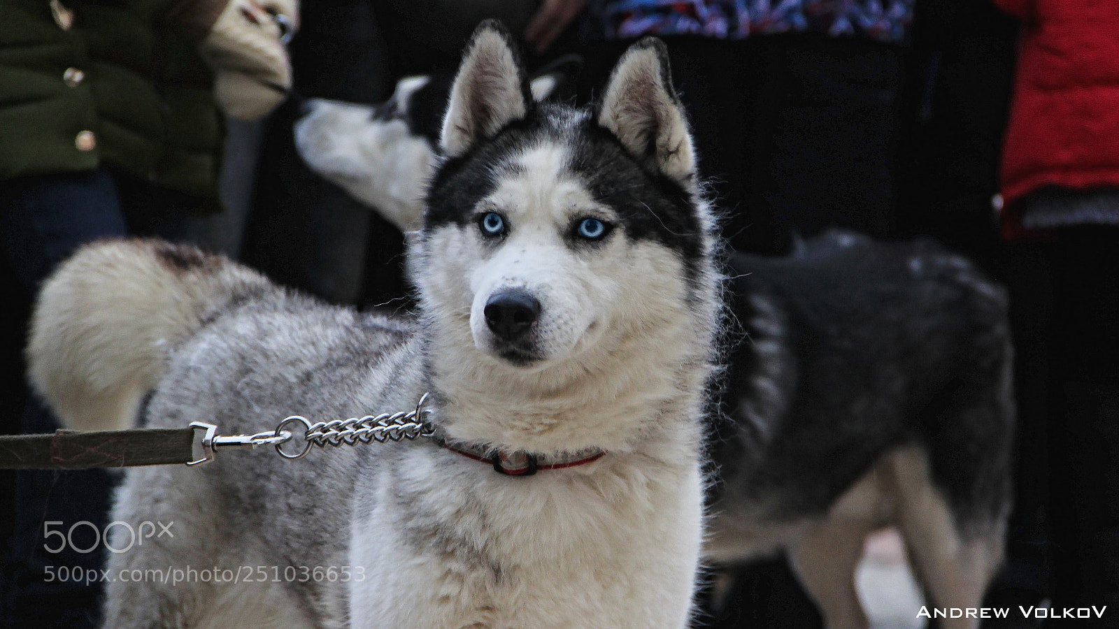 Canon EOS 600D (Rebel EOS T3i / EOS Kiss X5) sample photo. Dog photography