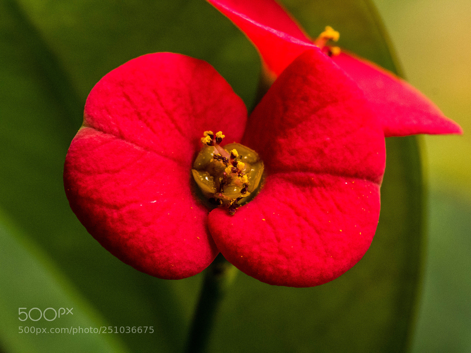 Panasonic DMC-G81 sample photo. Blüte christusdorn photography