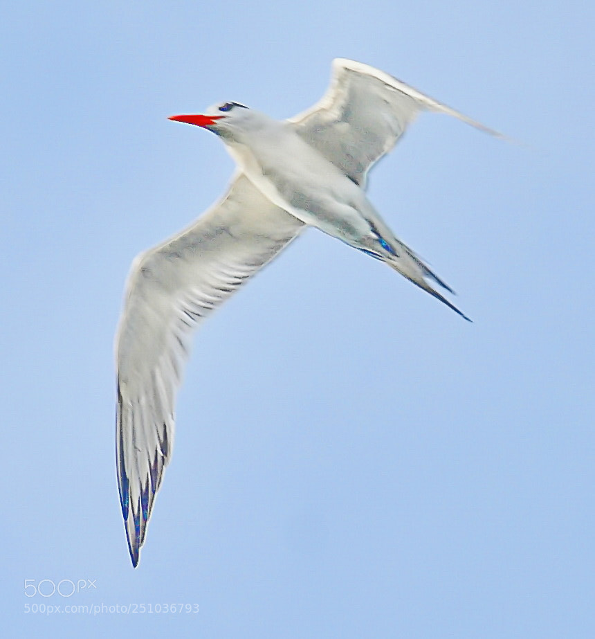 Nikon D7200 sample photo. White seabird flying in photography