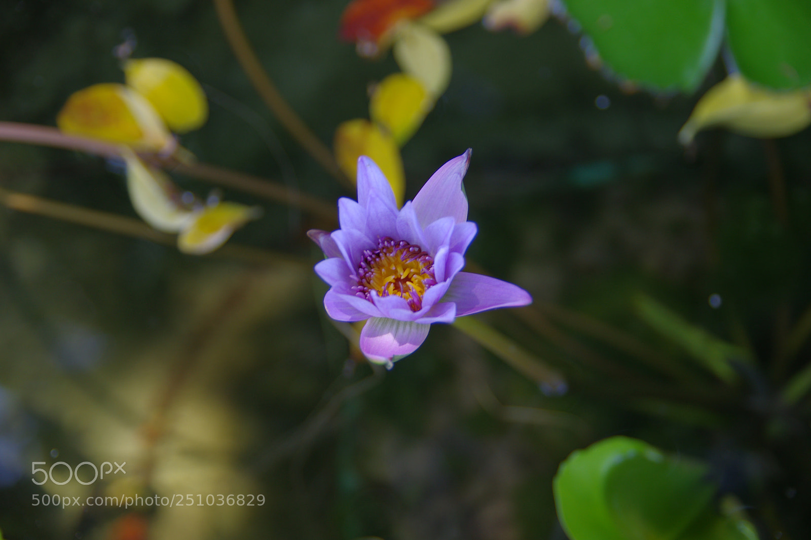 Pentax K-5 sample photo. Untitled photography