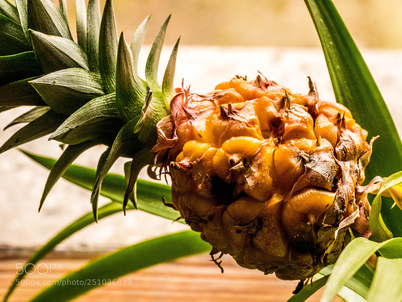 Panasonic DMC-G81 sample photo. Miniananas photography