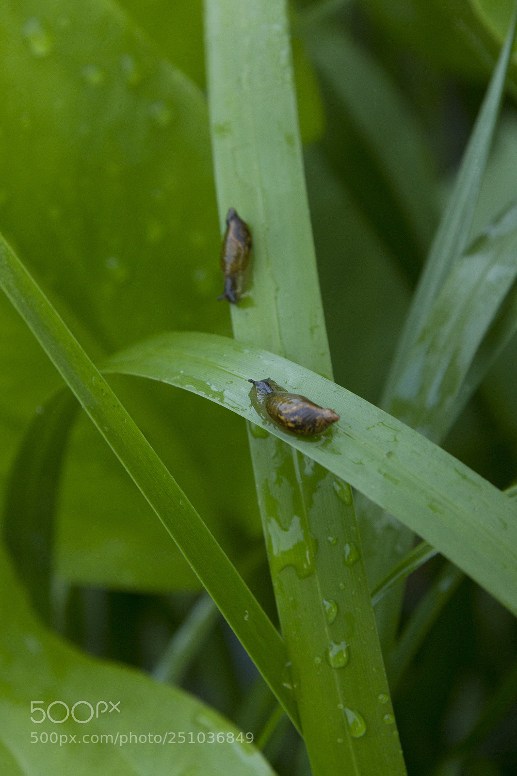 Canon EOS 550D (EOS Rebel T2i / EOS Kiss X4) sample photo. Snail photography