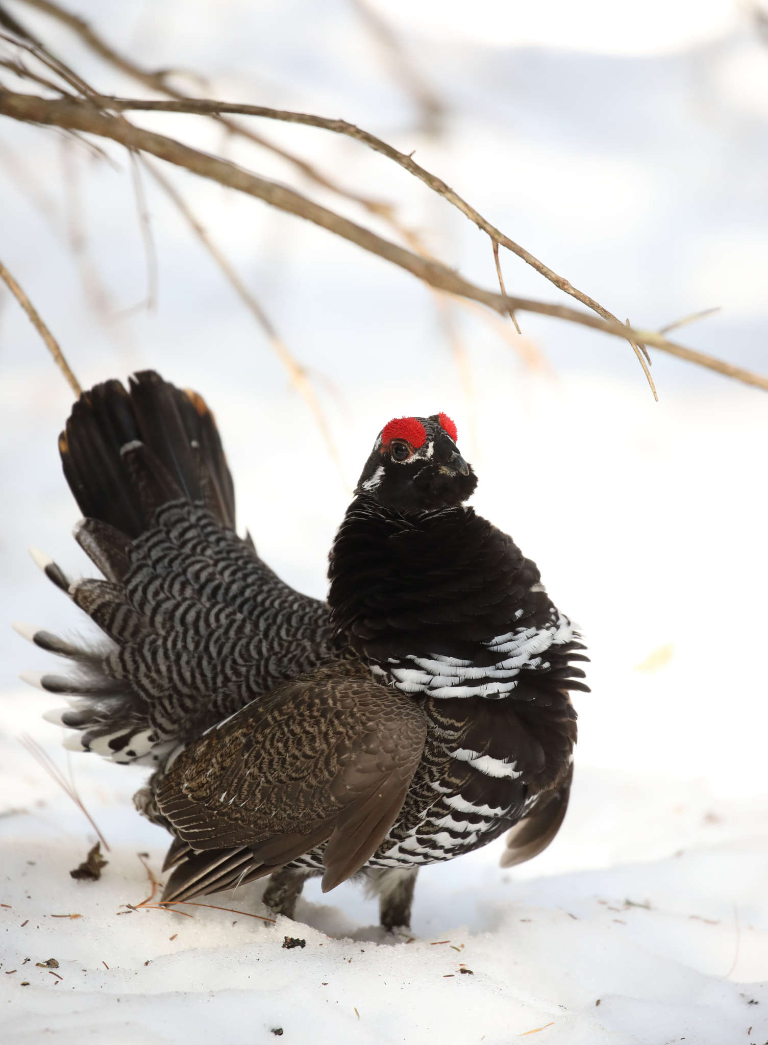 Canon EOS 5D Mark IV sample photo. Spruce grouse (male) photography