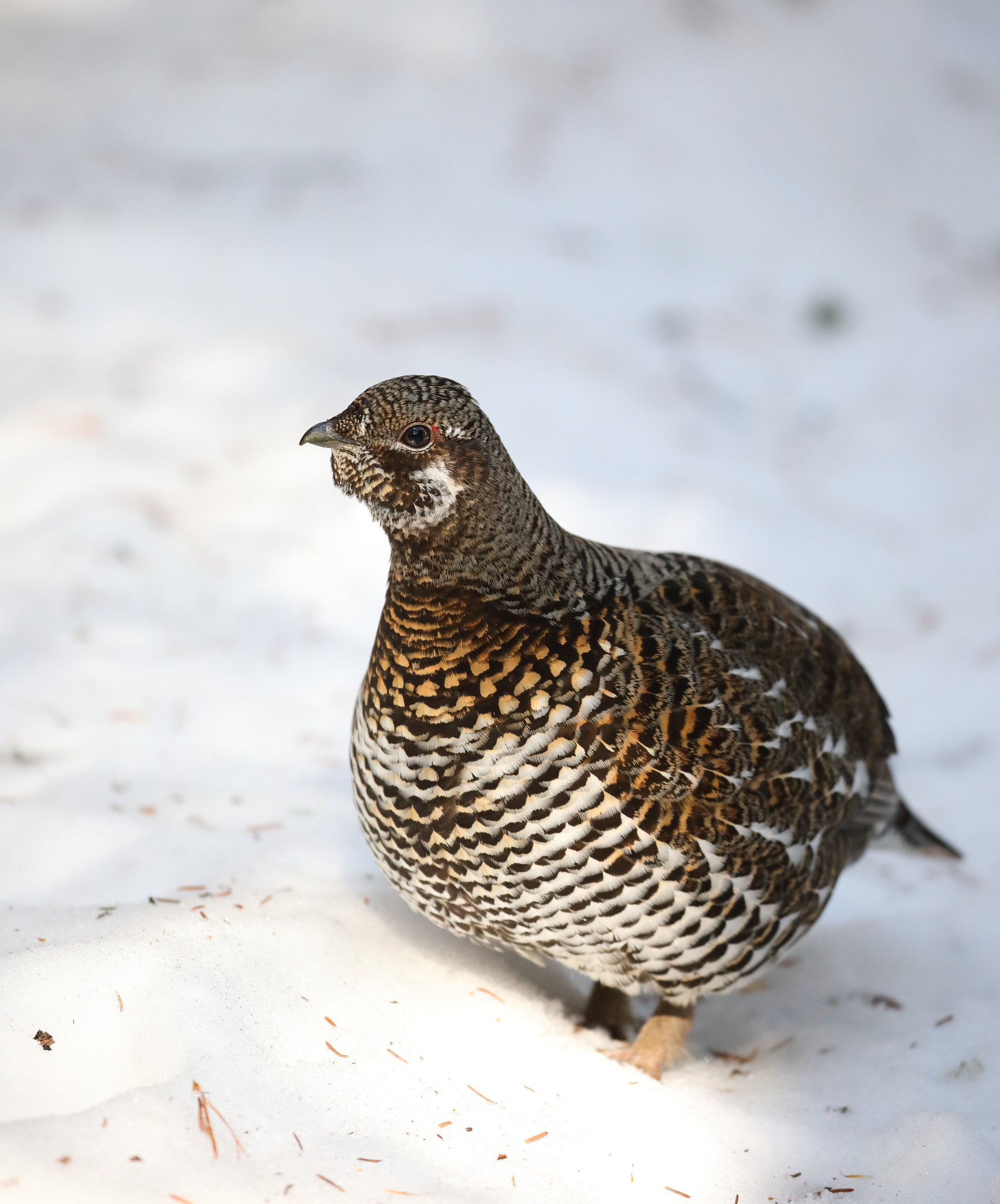 Canon EOS 5D Mark IV sample photo. Spruce grouse (female) photography