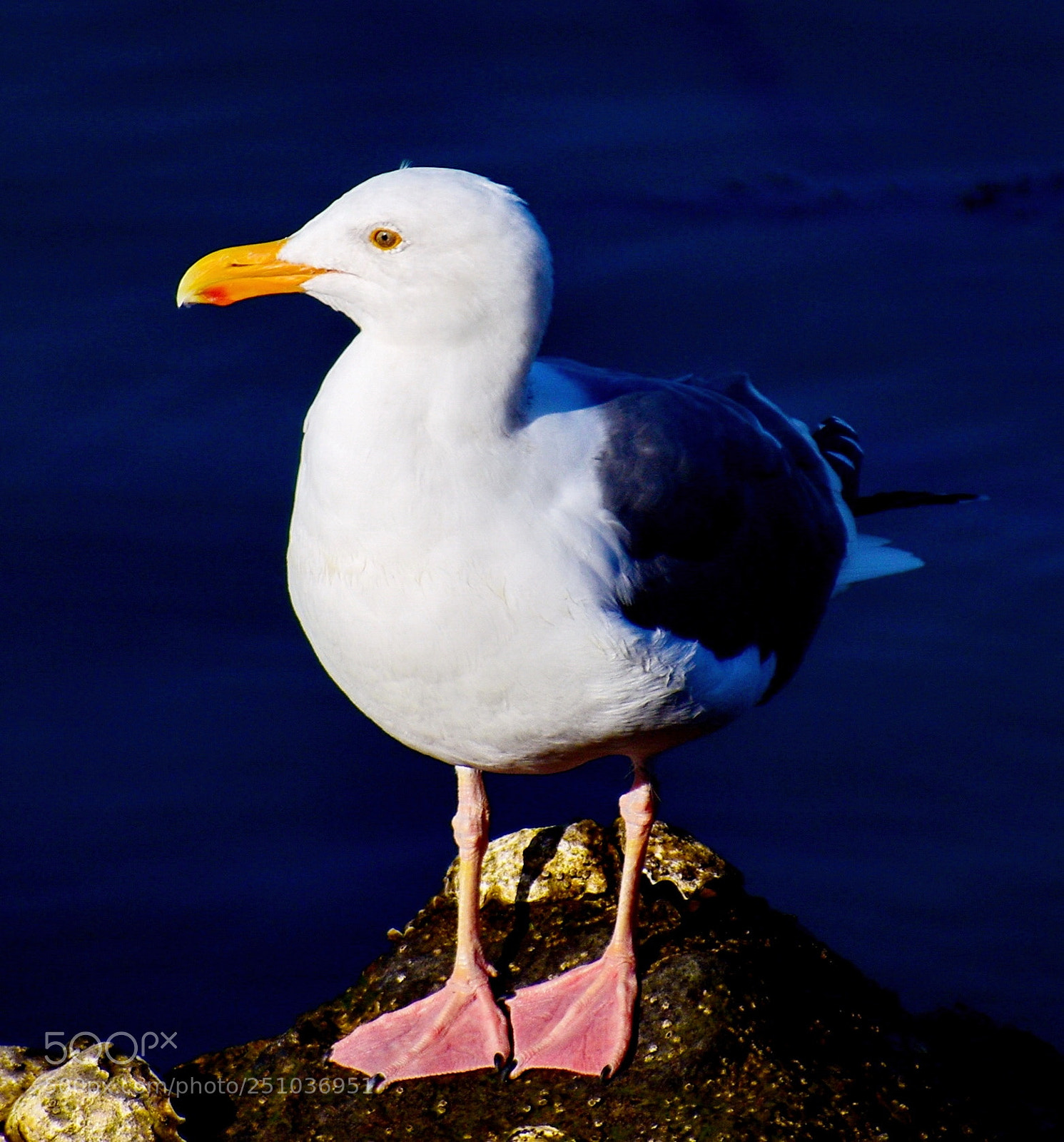 Nikon D7200 sample photo. Seagull looking out into photography