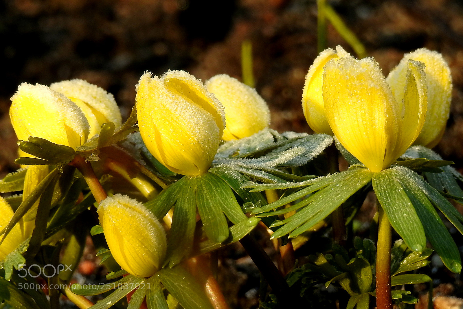 Nikon Coolpix P900 sample photo. Eranthis hyemalis - rannik photography
