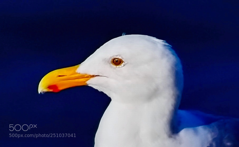 Nikon D7200 sample photo. Portrait of a seagull photography