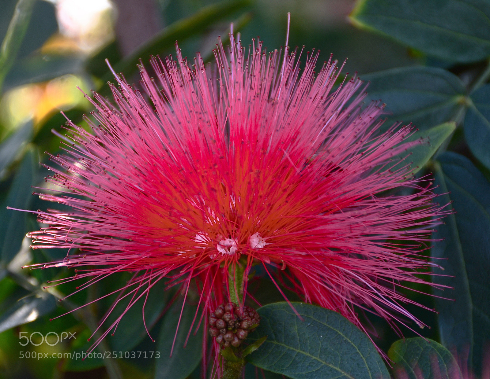 Nikon D7200 sample photo. Red puff flower photography