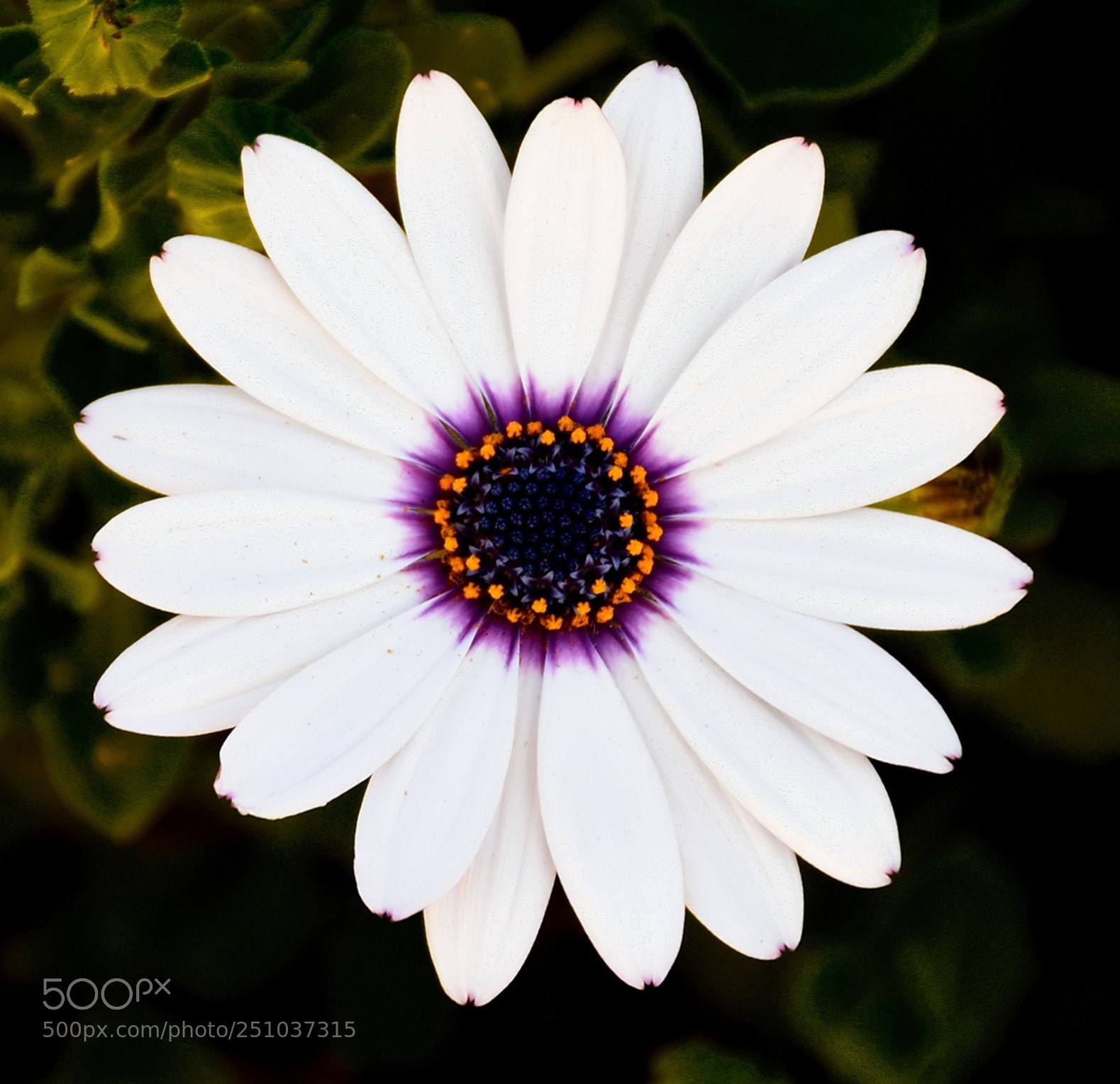 Nikon D7200 sample photo. A white and purple photography