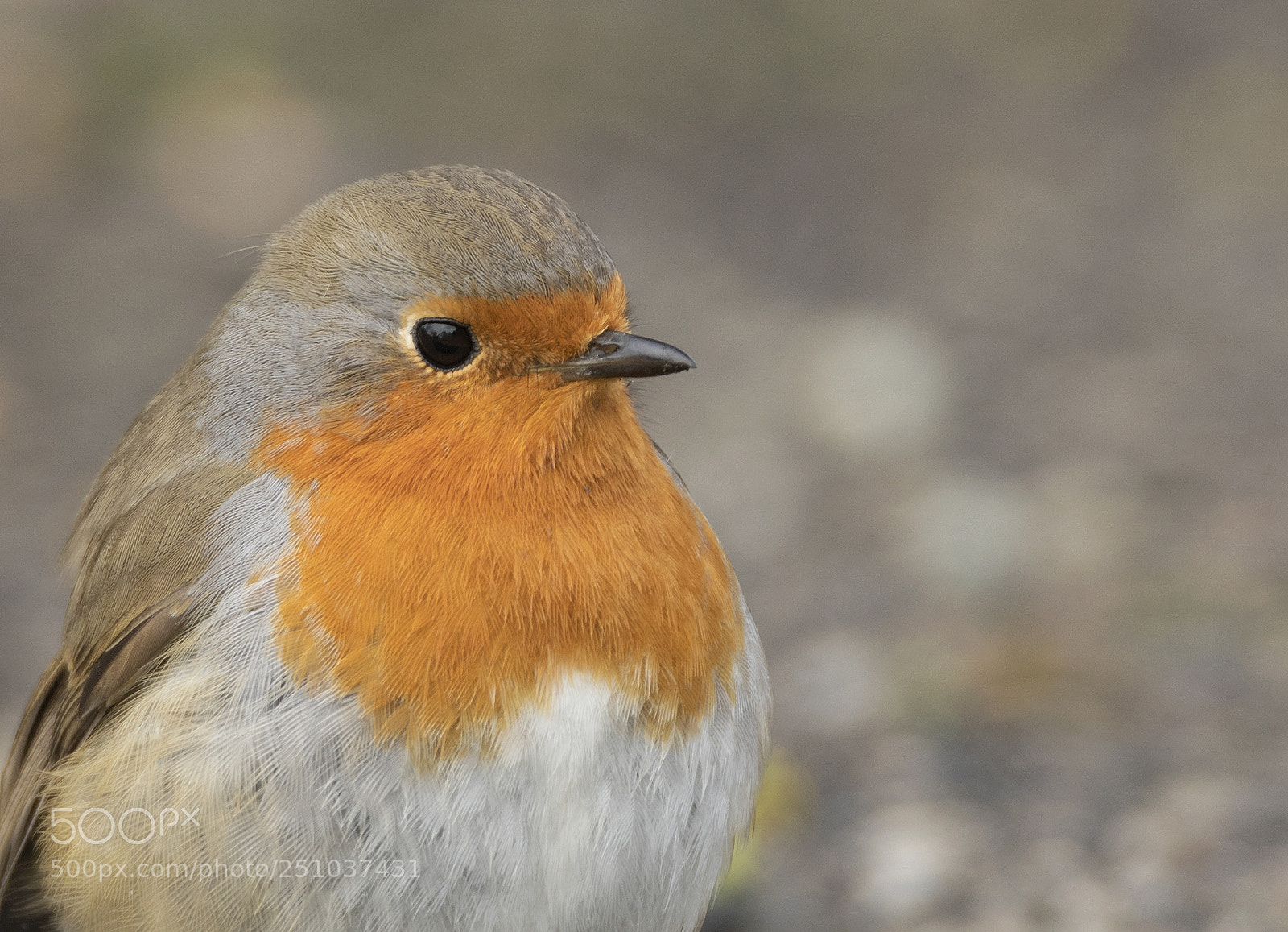 Nikon D7500 sample photo. Rotkehlchen photography