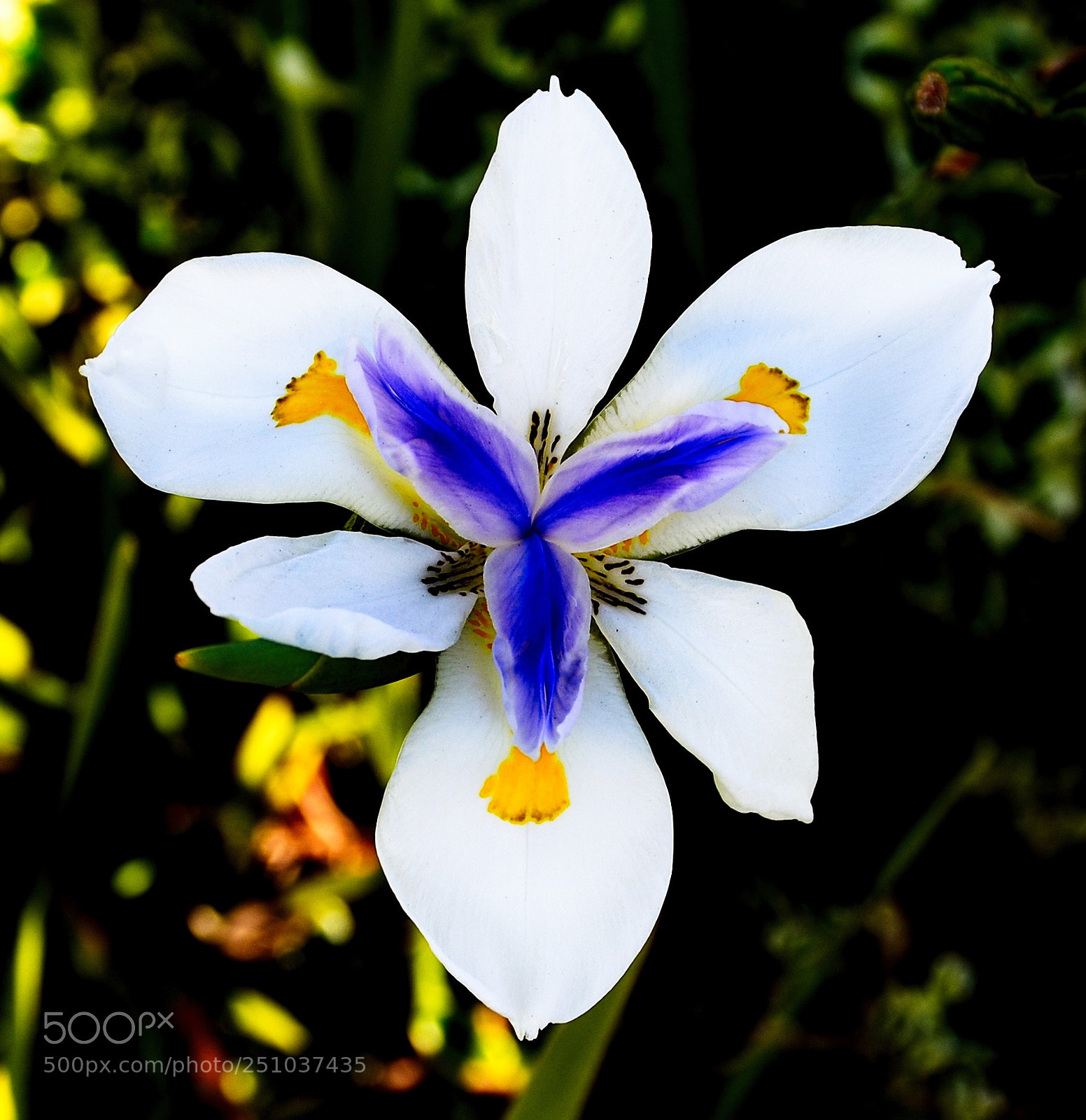 Nikon D7200 sample photo. A beautiful white iris photography