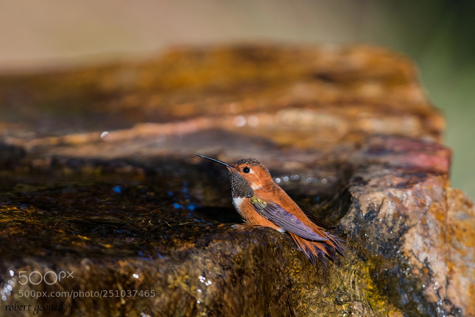 Nikon D850 sample photo. Rufous hummingbird photography