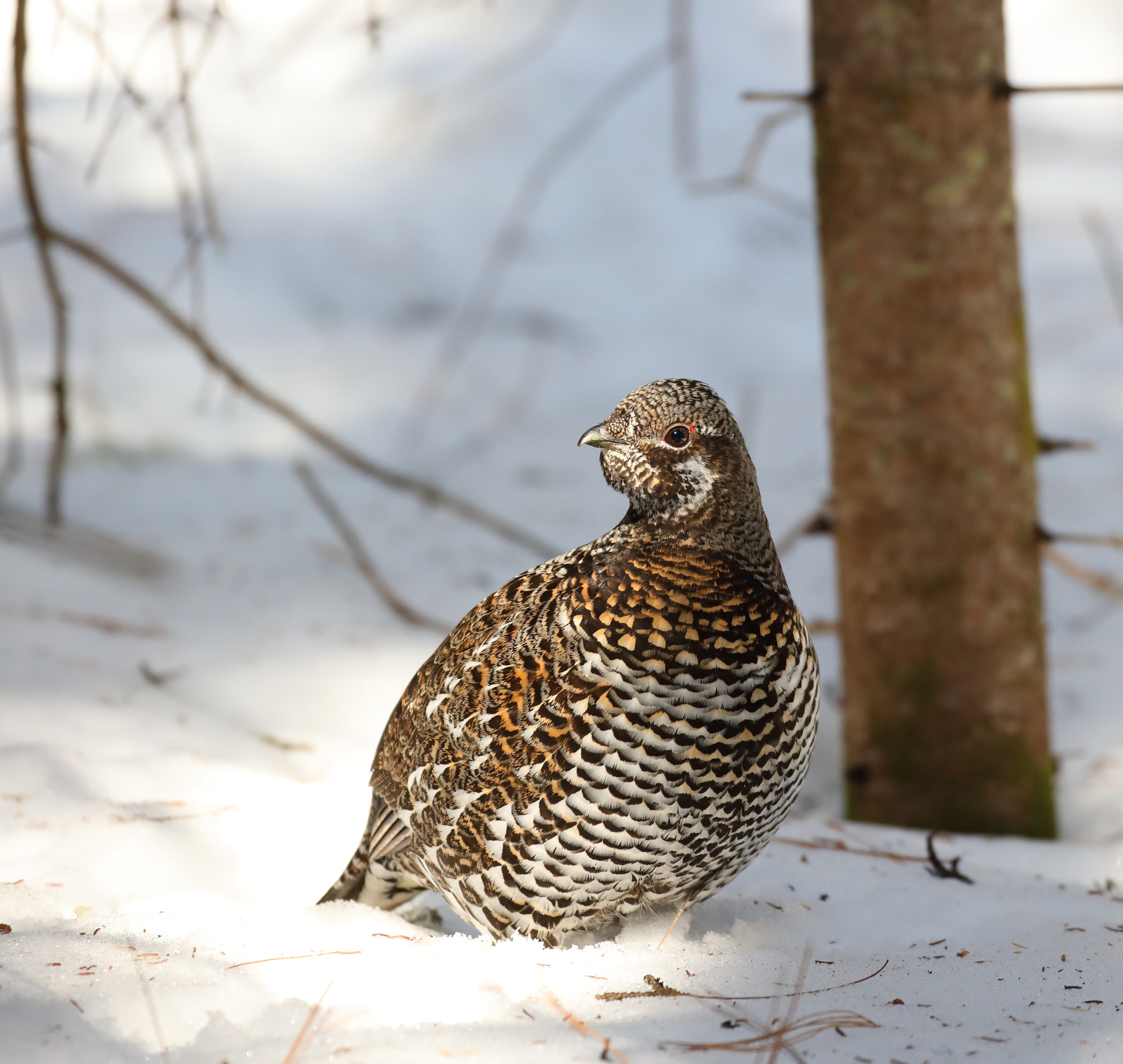 Canon EOS 5D Mark IV sample photo. Spruce grouse (female) photography