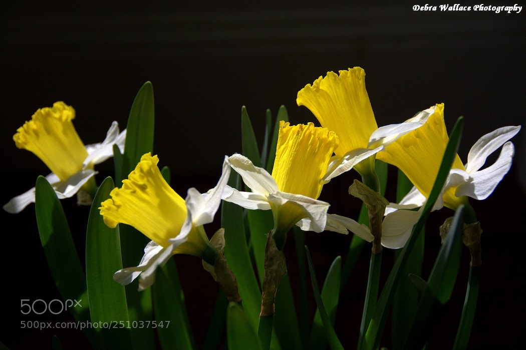 Nikon D7100 sample photo. Daffodils in the sunlight photography