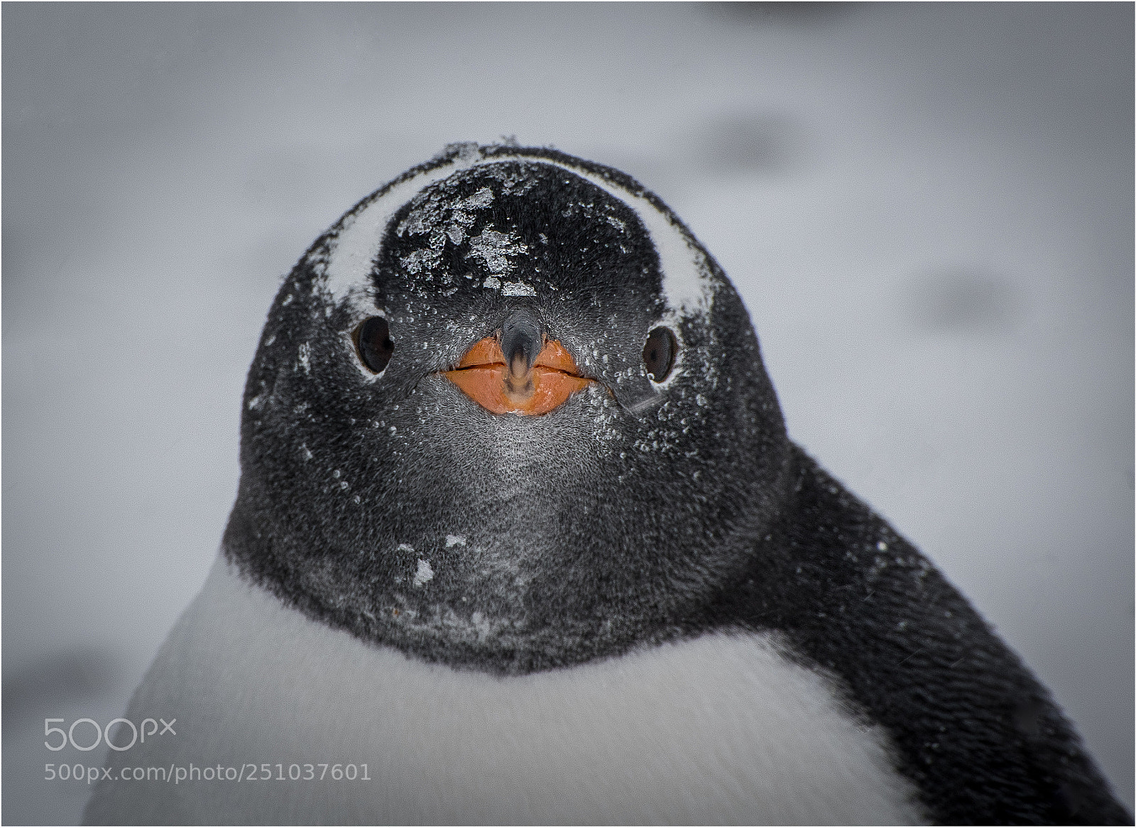 Nikon D850 sample photo. Gentoo and snow photography
