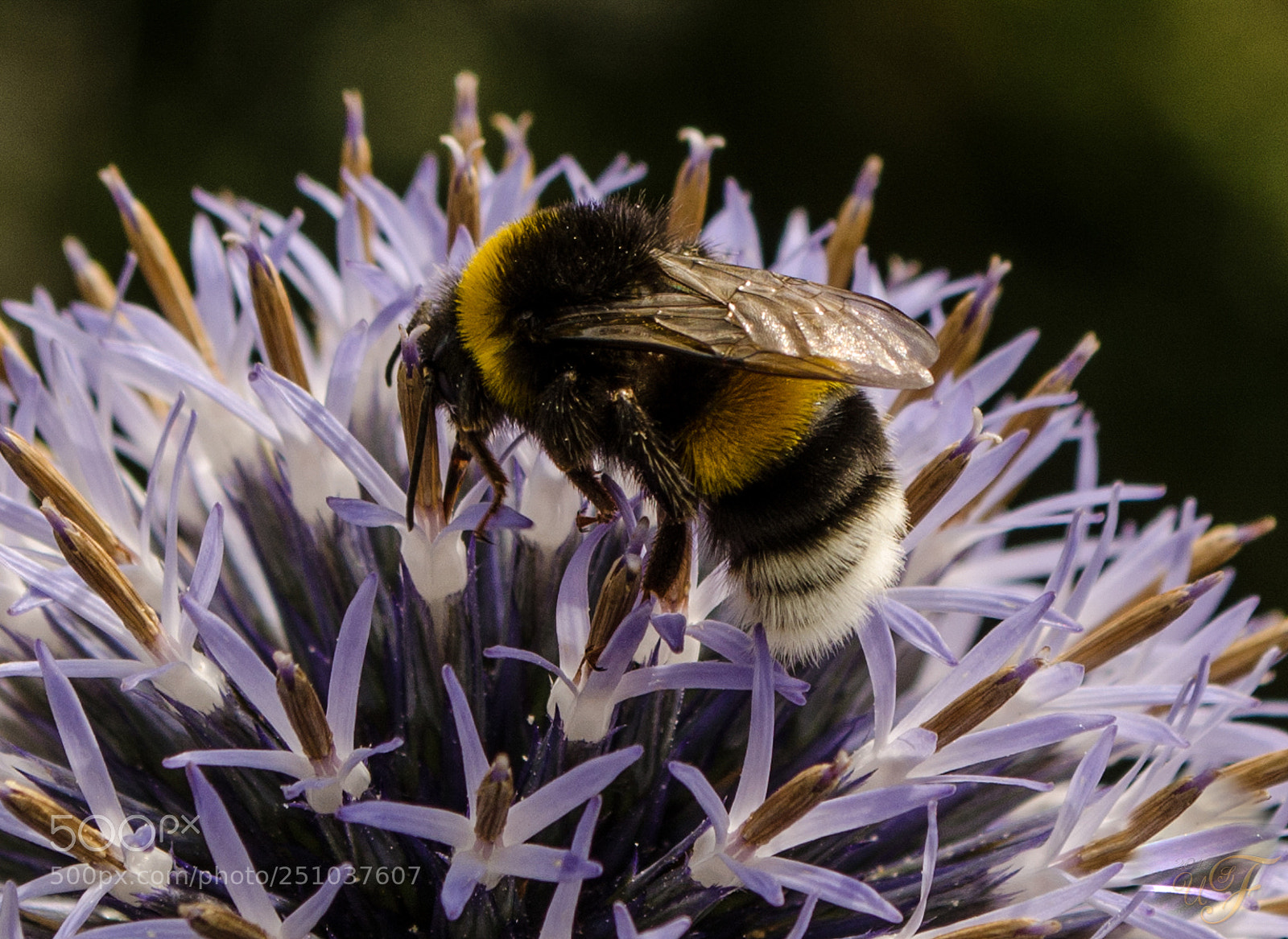 Nikon D5100 sample photo. Hummel ! photography