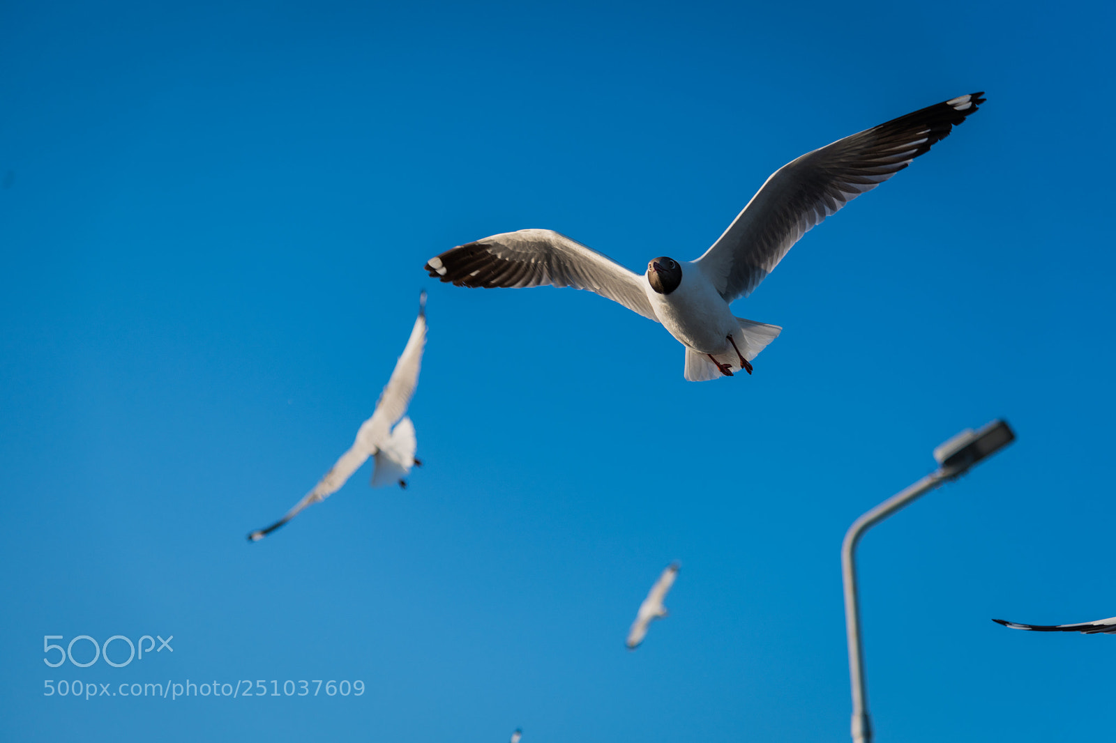 Nikon D850 sample photo. Nut photography