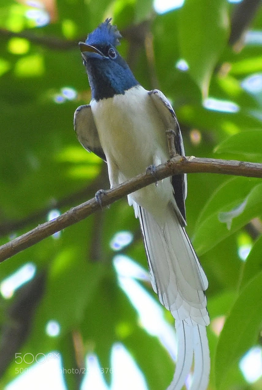 Nikon D7200 sample photo. Paradise flycatcher photography