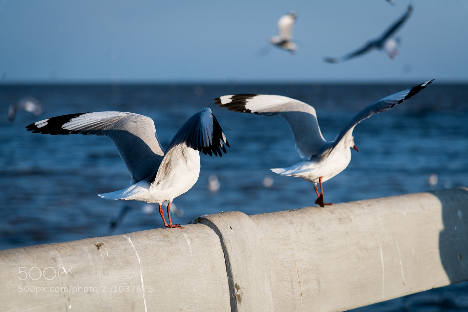 Nikon D850 sample photo. Nut photography