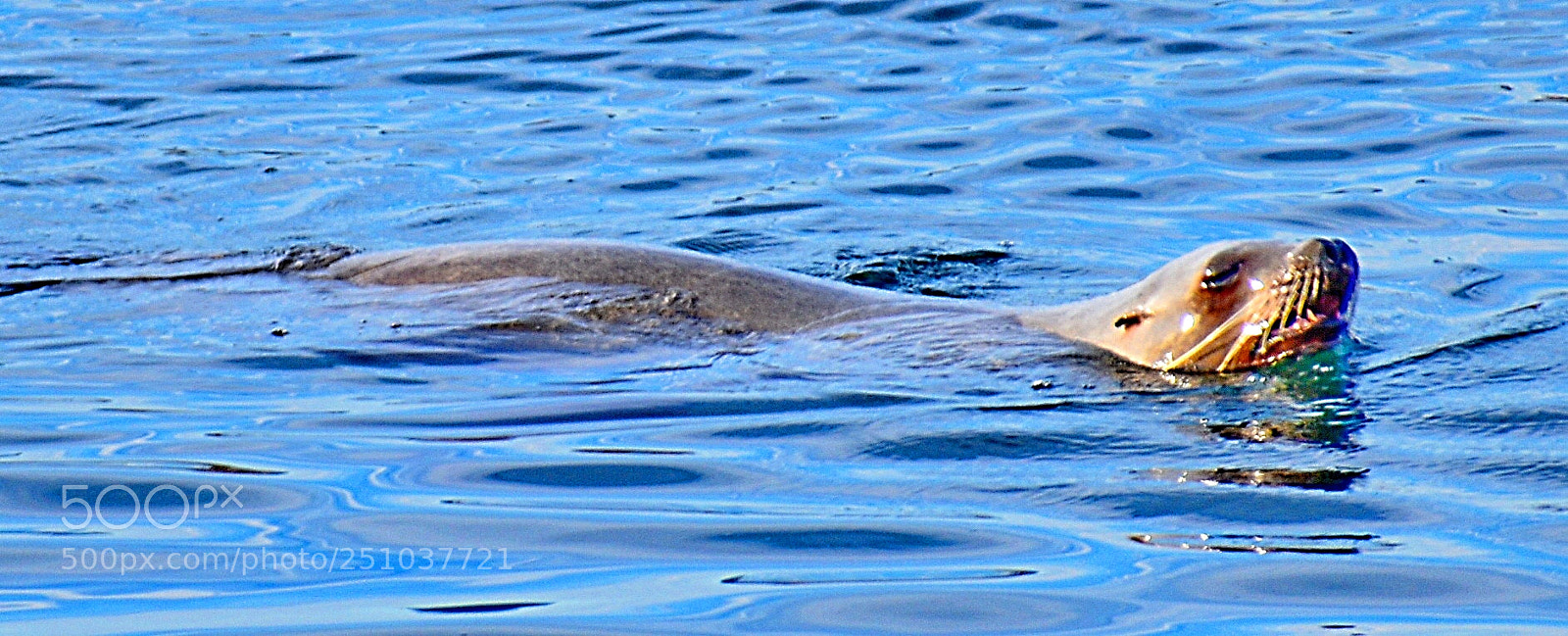 Nikon D7200 sample photo. A seal swimming in photography