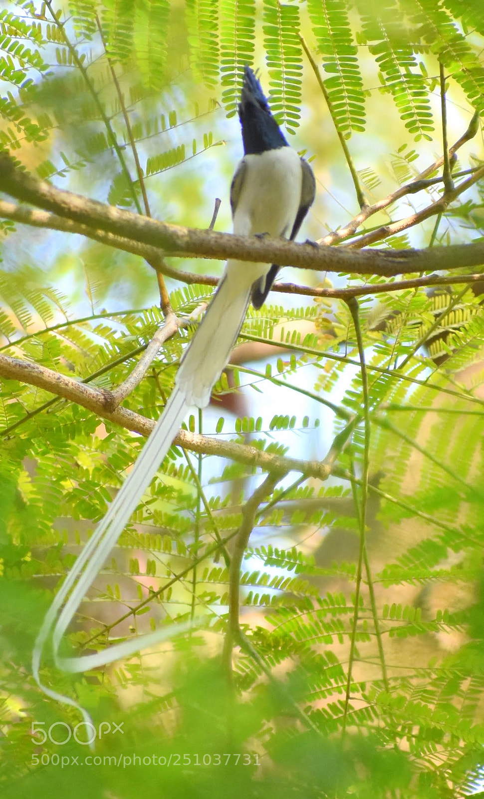 Nikon D7200 sample photo. Paradise flycatcher photography