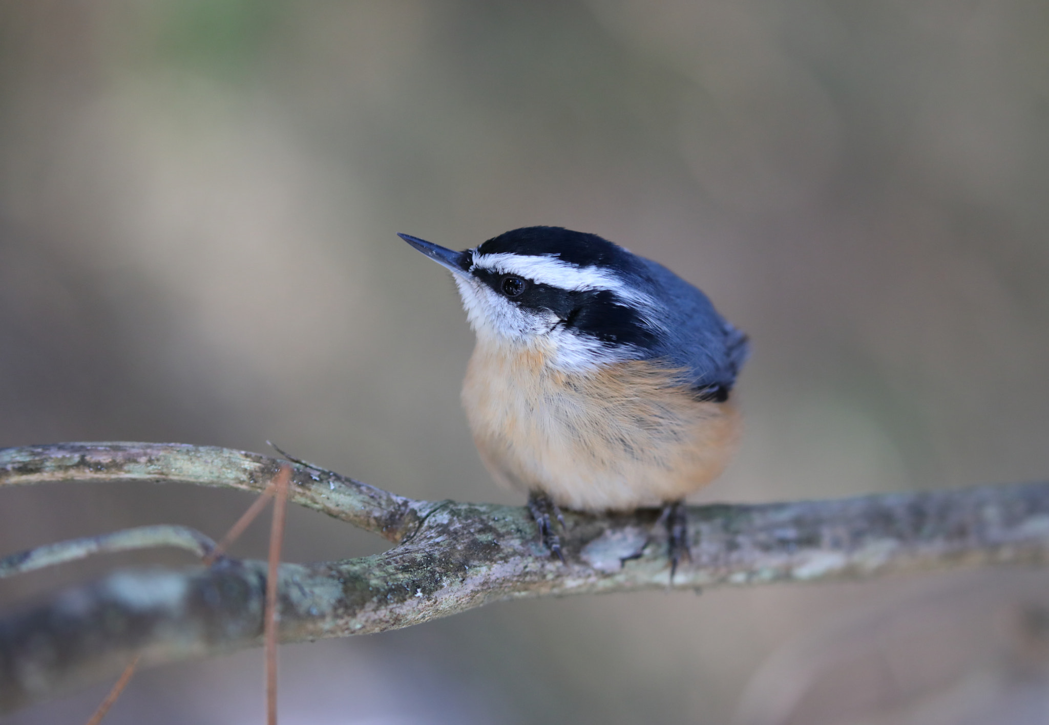 Canon EOS 5D Mark IV sample photo. Red-breasted nuthatch photography