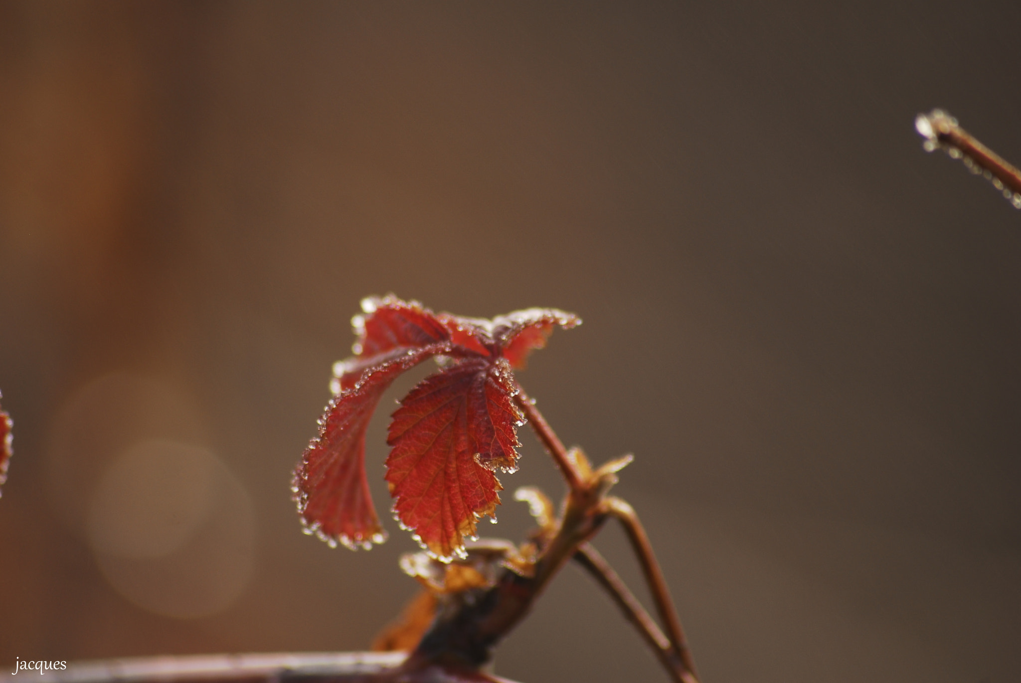 Sigma 70-300mm F4-5.6 APO DG Macro sample photo. Djr photography