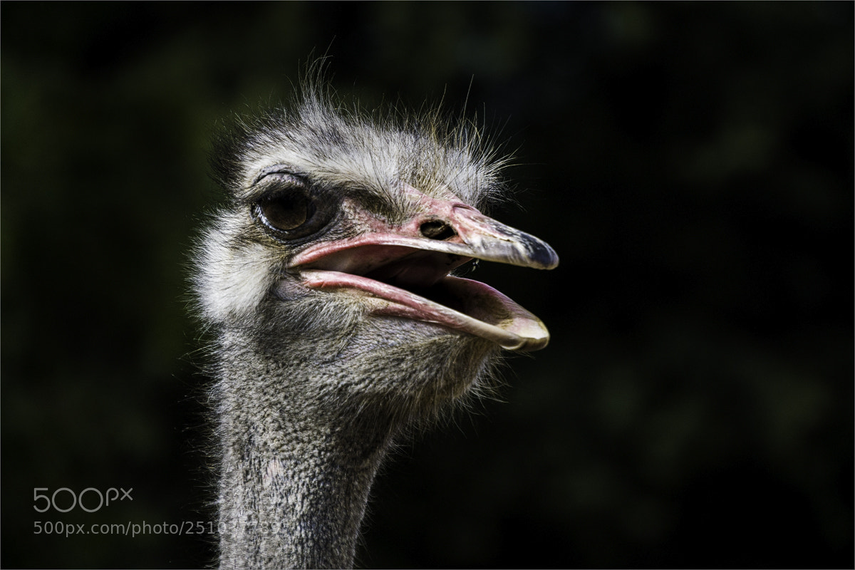 Sony a6000 sample photo. Vogel strauss - ostrich photography