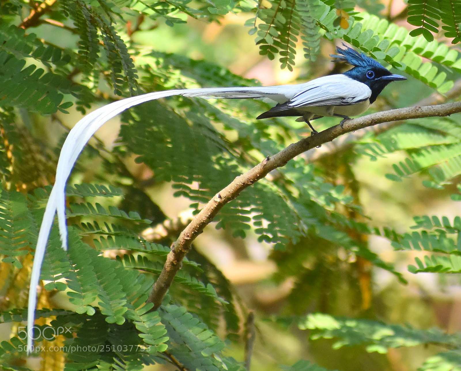 Nikon D7200 sample photo. Paradise flycatcher photography
