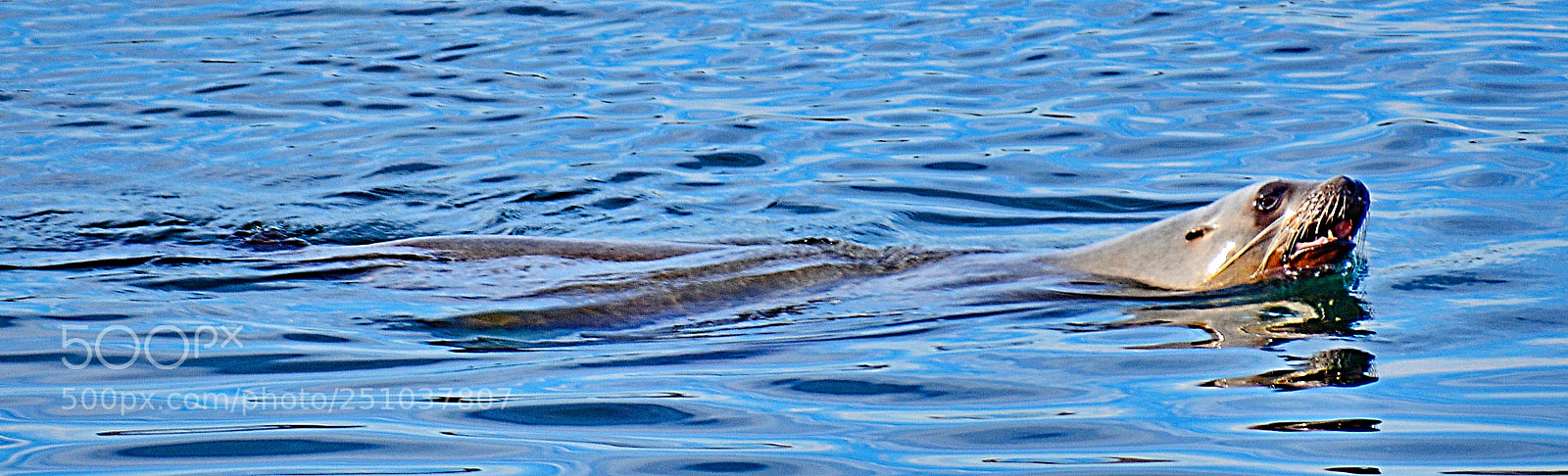 Nikon D7200 sample photo. A seal swimming in photography