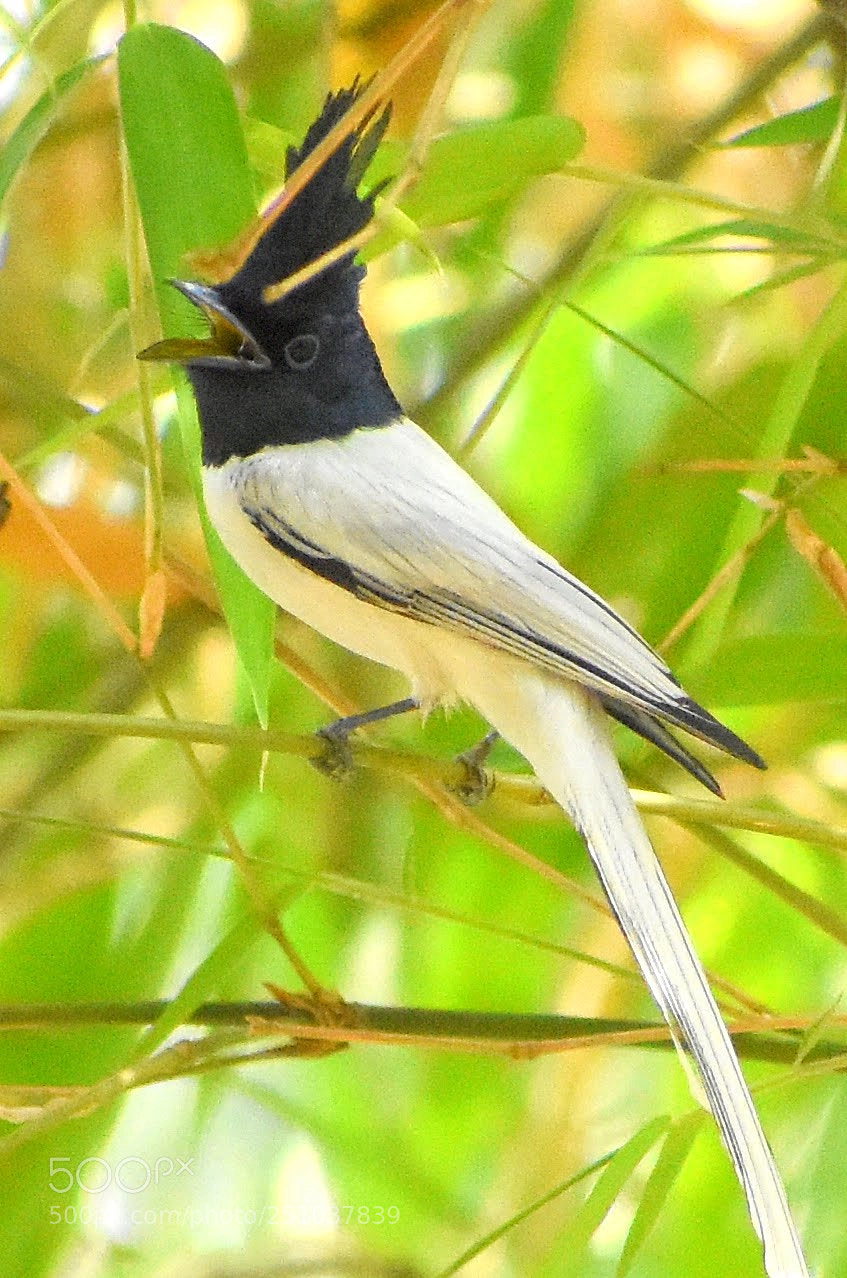 Nikon D7200 sample photo. Paradise flycatcher photography